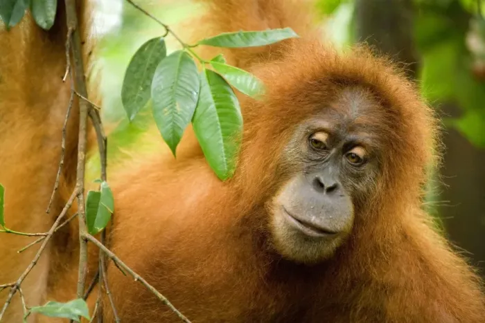 Framed Print : Sumatran Orangutan - portrait of an adult hanging in the trees in a sumatran rainforest. It's glancing towards the ground - Gunung-Leuser National Park, Sumatra, Indonesia Framed Print : Sumatran Orangutan - portrait of an adult hanging in the trees in a sumatran rainforest. It's glancing towards the ground - Gunung-Leuser National Park, Sumatra, Indonesia