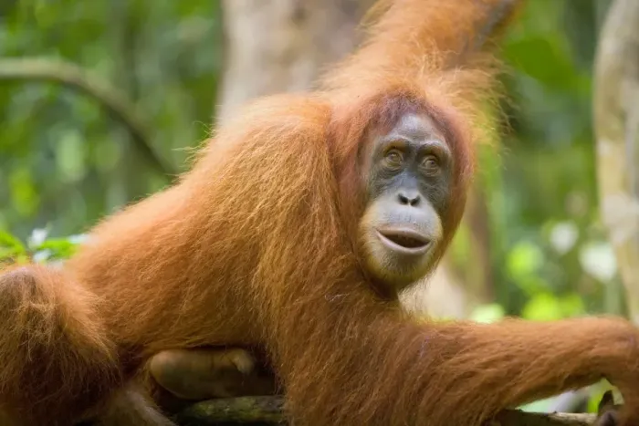 Framed Print : Sumatran Orangutan - portrait of an adult lying comfortably on a tree branch in a sumatran rainforest. It has its lips half opened and it seems as if it is talking to the photographer - Gunung Leuser National Park, Sumatra, Indonesia Framed Print : Sumatran Orangutan - portrait of an adult lying comfortably on a tree branch in a sumatran rainforest. It has its lips half opened and it seems as if it is talking to the photographer - Gunung Leuser National Park, Sumatra, Indonesia