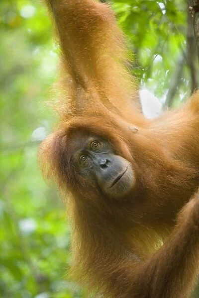 Sumatran Orangutan - portrait of female hanging comfortably in the trees in a sumatran rainforest. She is looking straight into the camera with a melancholic look - Gunung-Leuser National Park, Sumatra, Indonesia