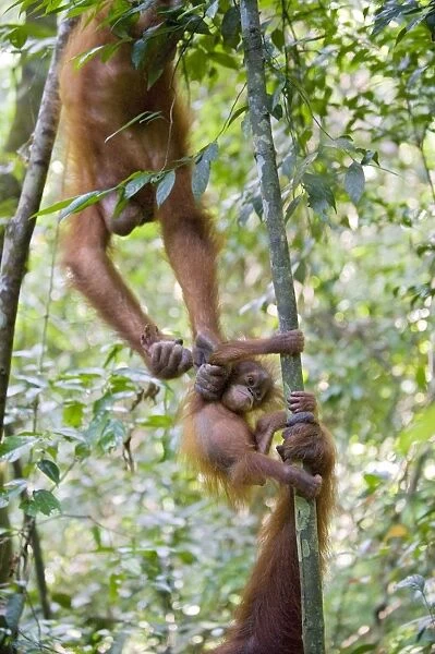Sumatran Orangutan - Sub-adult female grabbing another female's 9 month old infant - North Sumatra - Indonesia - *Critically Endangered