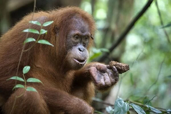 Sumatran Orangutan - Young female eating termite nest - North Sumatra - Indonesia - *Critically Endangered