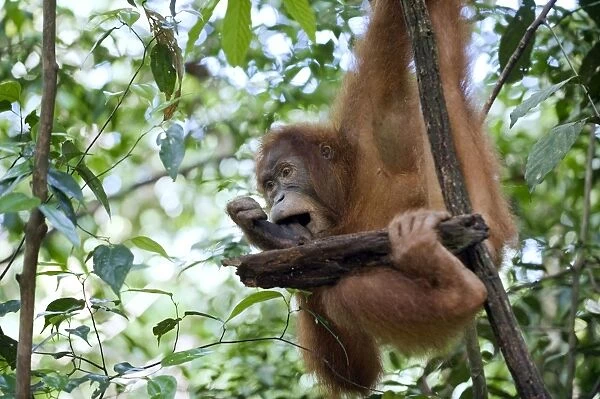 Sumatran Orangutan - Young female eating termites from wood - North Sumatra - Indonesia - *Critically Endangered