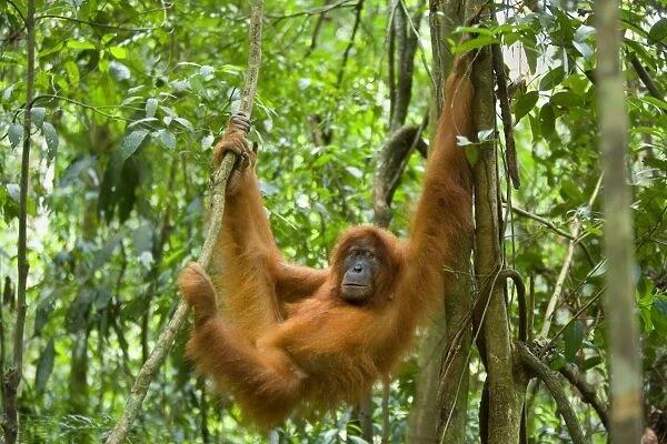 Sumatran Orangutan - young female hanging comfortably in the trees in a sumatran rainforest - Gunung-Leuser National Park, Sumatra, Indonesia