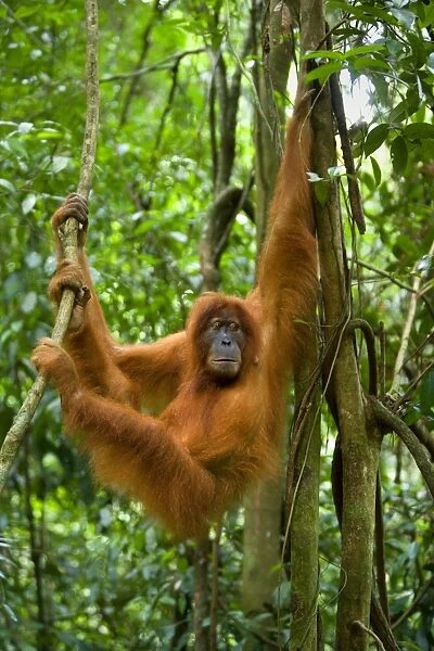 Sumatran Orangutan - young female hanging comfortably in the trees in a sumatran rainforest. She looks to something in the distance - Gunung-Leuser National Park, Sumatra, Indonesia