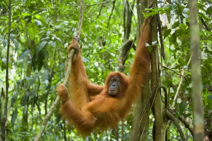Framed Print : Sumatran Orangutan - young female hanging comfortably in the trees in a sumatran rainforest - Gunung-Leuser National Park, Sumatra, Indonesia Framed Print : Sumatran Orangutan - young female hanging comfortably in the trees in a sumatran rainforest - Gunung-Leuser National Park, Sumatra, Indonesia