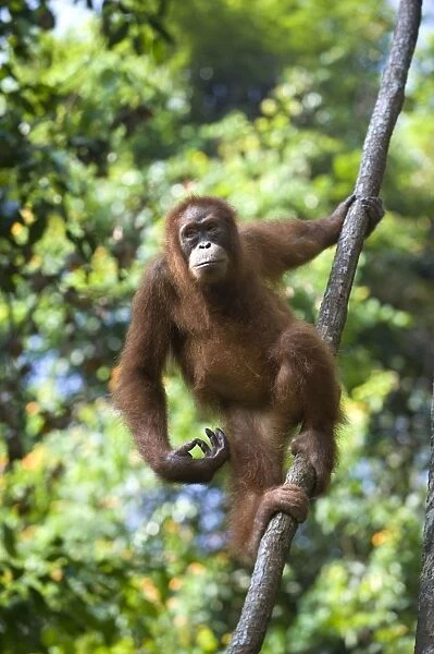 Sumatran Orangutan -Young female - North Sumatra - Indonesia - *Critically Endangered