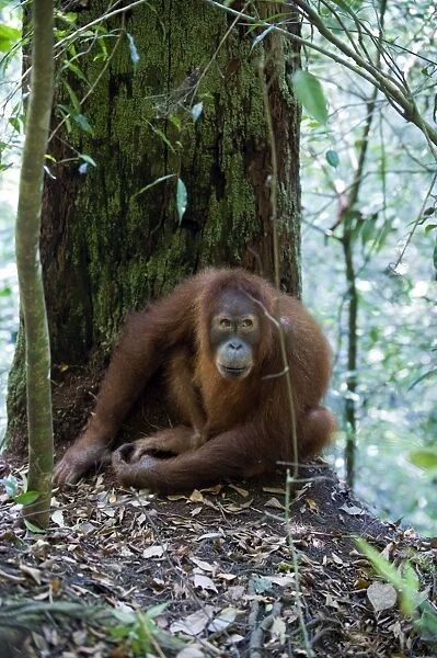 Sumatran Orangutan - Young female - North Sumatra - Indonesia - *Critically Endangered