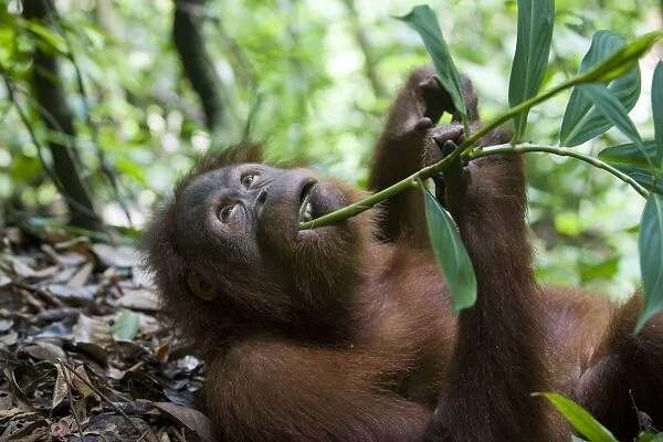 Sumatran Orangutan - Young male eating vegetation - North Sumatra - Indonesia - *Critically Endangered