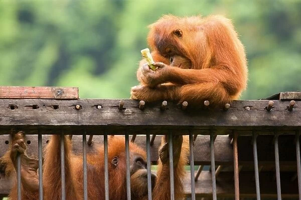 Sumatran Orangutan - a young one is sitting on top of a cage which holds an adult one captive. The young one is holding a banana which it intends to stick through the bars to feed the captivated one