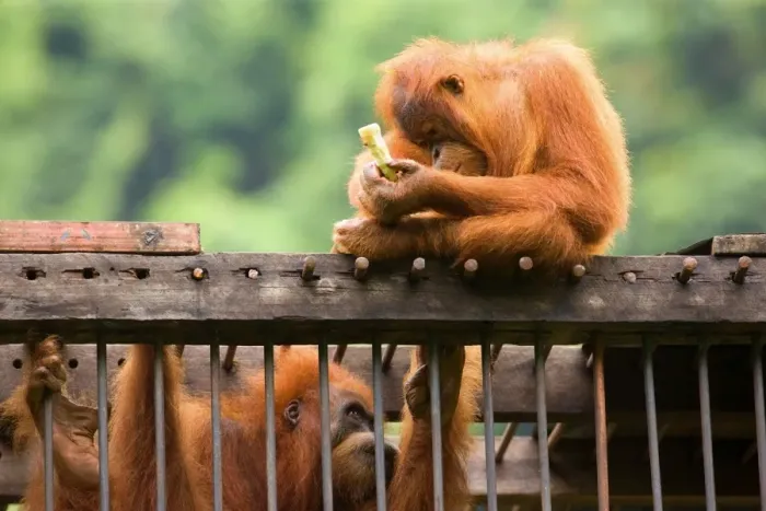 Framed Print : Sumatran Orangutan - a young one is sitting on top of a cage which holds an adult one captive. The young one is holding a banana which it intends to stick through the bars to feed the captivated one Framed Print : Sumatran Orangutan - a young one is sitting on top of a cage which holds an adult one captive. The young one is holding a banana which it intends to stick through the bars to feed the captivated one