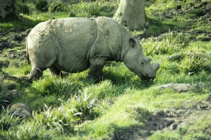 Framed Print : Sumatran Rhino - grazing Framed Print : Sumatran Rhino - grazing