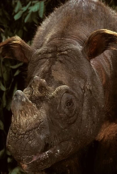Sumatran Rhinoceros  /  Asian two-horned rhinoceros - critically endangered species, Sabah, Borneo, Malaysia JPF30032