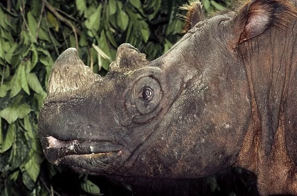 Sumatran Rhinoceros  /  Asian two-horned rhinoceros - critically endangered species - Sabah - Borneo - Malaysia JPF30030