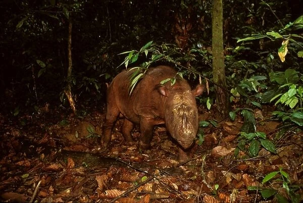 Sumatran Rhinoceros  /  Asian two-horned Rhinoceros JPF30455
