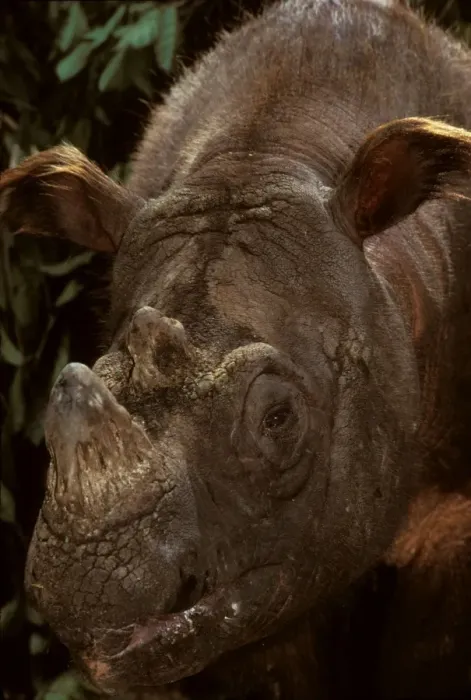 Framed Print : Sumatran Rhinoceros / Asian two-horned rhinoceros - critically endangered species, Sabah, Borneo, Malaysia JPF30032 Framed Print : Sumatran Rhinoceros / Asian two-horned rhinoceros - critically endangered species, Sabah, Borneo, Malaysia JPF30032