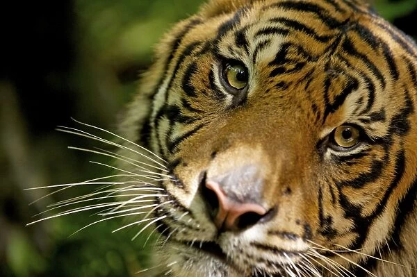 Sumatran Tiger - close-up face - Indonesia Taman safari