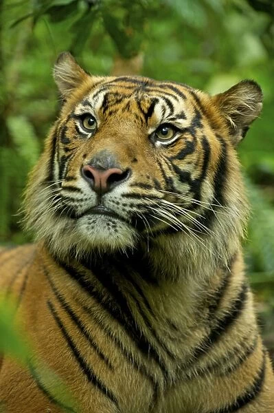 Sumatran Tiger - close-up face - Indonesia Taman safari