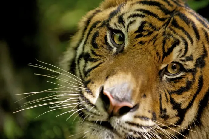 Framed Print : Sumatran Tiger - close-up face - Indonesia Taman safari Framed Print : Sumatran Tiger - close-up face - Indonesia Taman safari