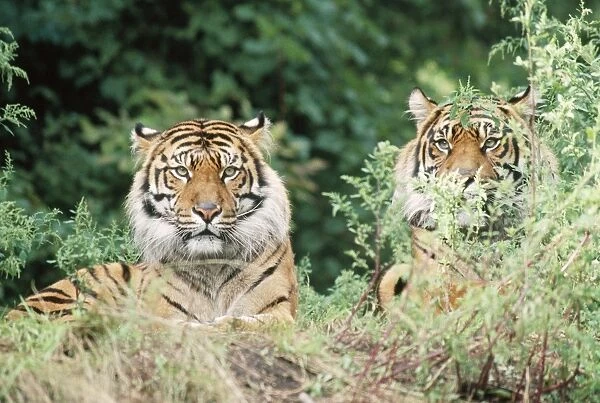 Sumatran Tiger - Endangered Sumatra, Indonesia