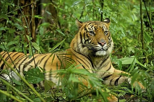 Sumatran Tiger - lying in rainforest - Indonesia Taman safari