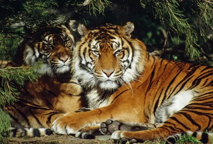 Framed Print : Sumatran Tiger - two lying down together in shade of trees - Tropical Forest - Island of Sumatra Framed Print : Sumatran Tiger - two lying down together in shade of trees - Tropical Forest - Island of Sumatra