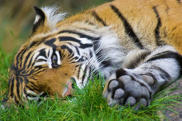 Sumatran Tiger PTL9804