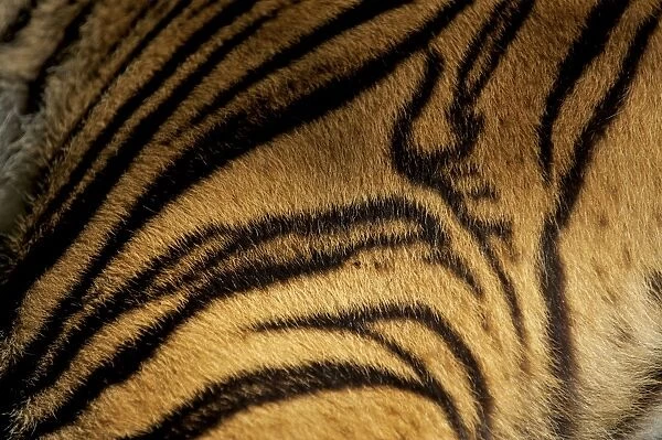 Sumatran Tiger - skin pattern - Indonesia