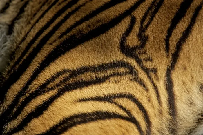 Framed Print : Sumatran Tiger - skin pattern - Indonesia Framed Print : Sumatran Tiger - skin pattern - Indonesia