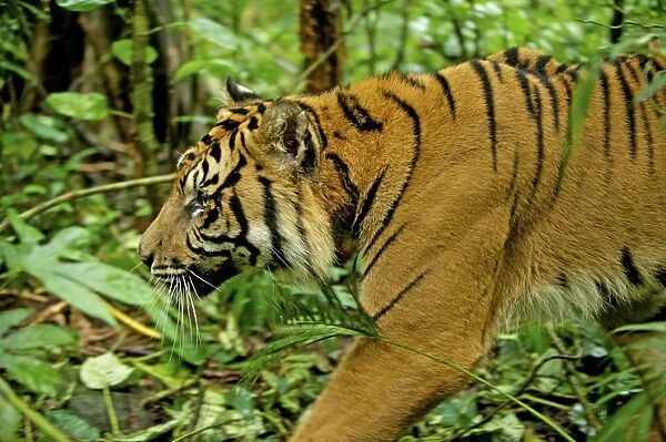 Sumatran Tiger - walking in rainforest - Indonesia Taman safari