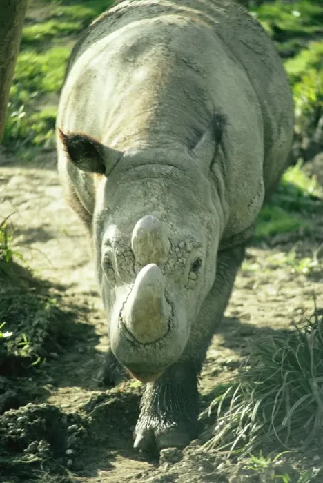 Framed Print : Sumatrian Rhino Framed Print : Sumatrian Rhino