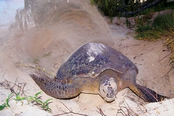 Every summer, female green sea turtles (Chelonia mydas) return to their natal beach to lay eggs. Because of numerous pressures from human activities, sea turtle species around the world are threatened