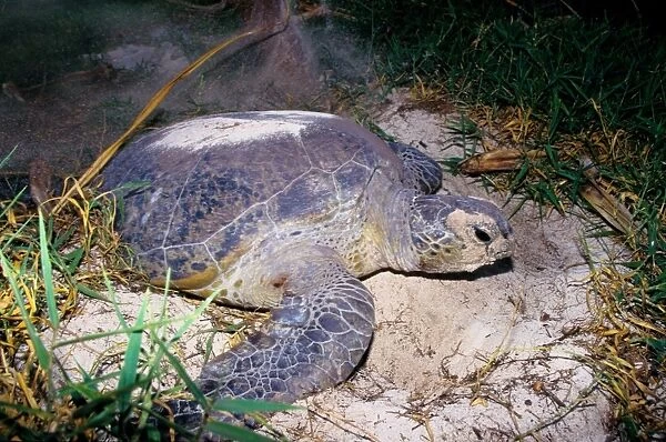 Every summer, female green sea turtles (Chelonia mydas) return to their natal beach to lay eggs. Because of numerous pressures from human activities, sea turtle species around the world are threatened