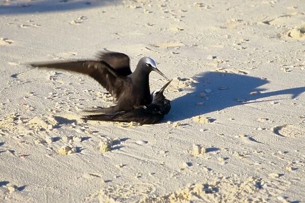 Every summer, Heron Island explodes with populations of breeding sea birds. The most common species is the black noddy (Anous minutus) seen here mating. Heron Island, Great Barrier Reef, Queensland, Australia
