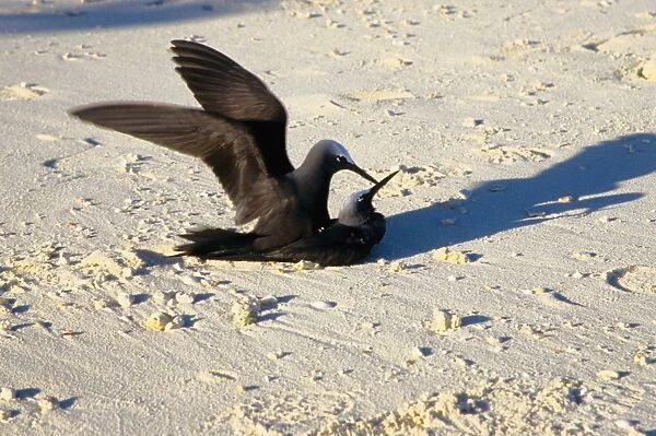 Every summer, Heron Island explodes with populations of breeding sea birds. The most common species is the black noddy (Anous minutus) seen here mating. Heron Island, Great Barrier Reef, Queensland, Australia