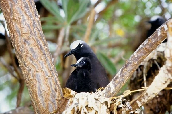Every summer, Heron Island explodes with populations of breeding sea birds. The most common species is the black noddy (Anous minutus) seen here with a chick. Heron Island, Great Barrier Reef, Queensland, Australia