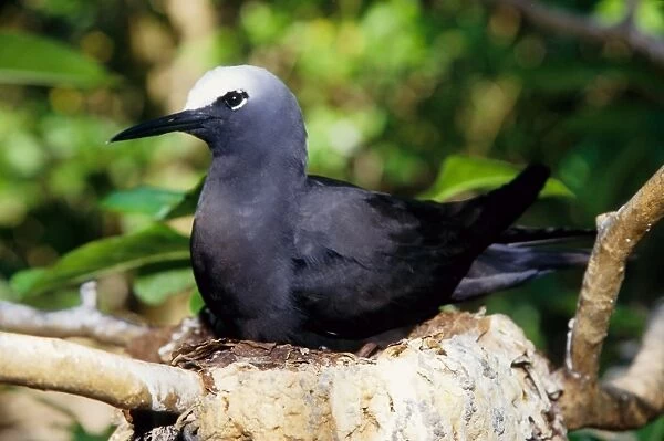 Every summer, Heron Island explodes with populations of breeding sea birds. The most common species is the black noddy (Anous minutus) seen here sitting on its eggs. Heron Island, Great Barrier Reef, Queensland, Australia