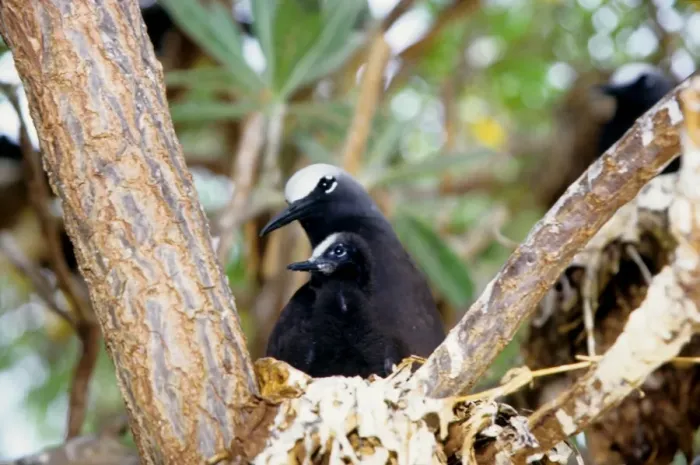 Framed Print : Every summer, Heron Island explodes with populations of breeding sea birds. The most common species is the black noddy (Anous minutus) seen here with a chick. Heron Island, Great Barrier Reef, Queensland, Australia