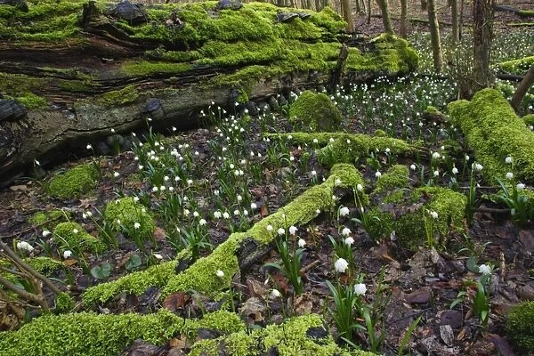 Summer Snowflake - flowering in deciduous woodland, Hessen, Germany