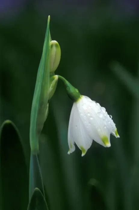 Framed Print : Summer Snowflake - March Kent garden. UK Framed Print : Summer Snowflake - March Kent garden. UK