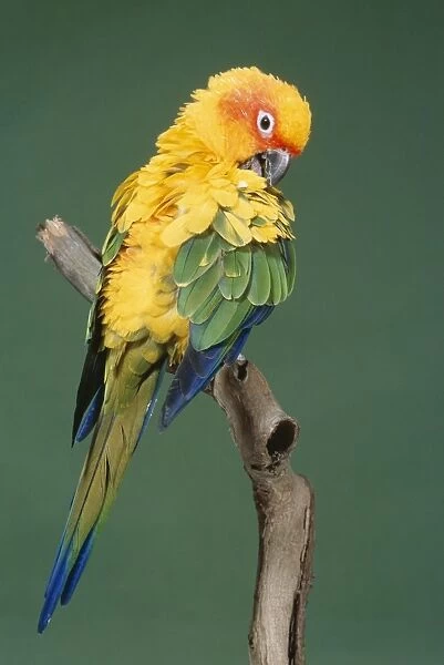 Sun Conure - preening Distribution: The Guianas, South East Venezuela, North East Brazil in Roraima. Not found South of Amazon River
