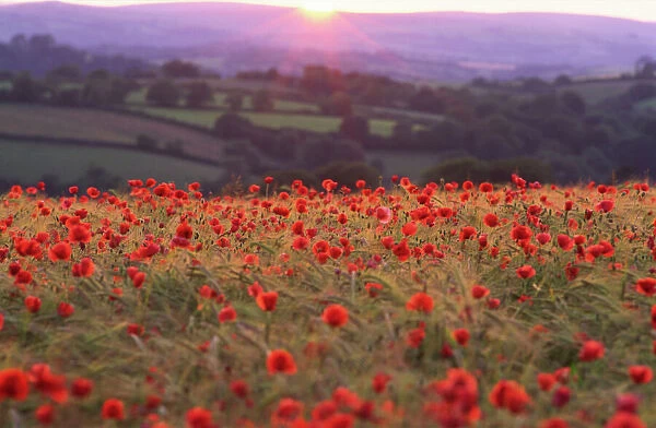 Sun on Dartmoor Devon horizon illuminates rolling landscape of fields and woodland with foreground rich crop of poppies amid ripening barley backlit vivid red