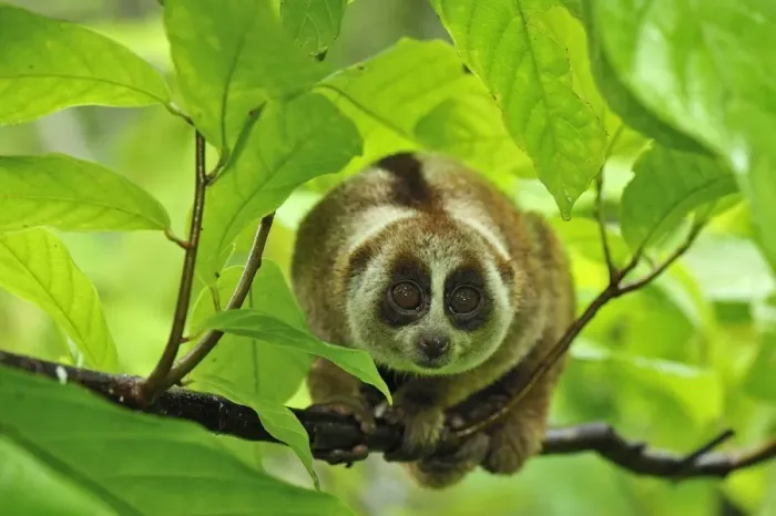 Framed Print : Sunda Slow Loris - Gunung Leuser National Park - Northern Sumatra - Indonesia Framed Print : Sunda Slow Loris - Gunung Leuser National Park - Northern Sumatra - Indonesia