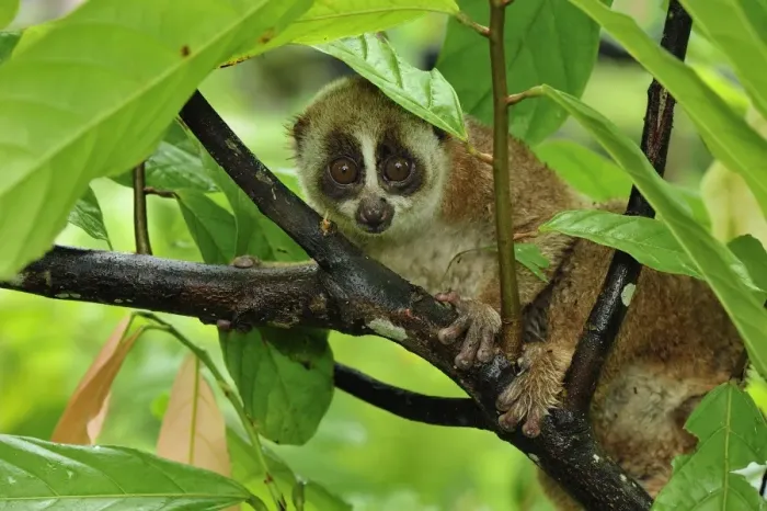 Framed Print : Sunda Slow Loris - Gunung Leuser National Park - Northern Sumatra - Indonesia Framed Print : Sunda Slow Loris - Gunung Leuser National Park - Northern Sumatra - Indonesia