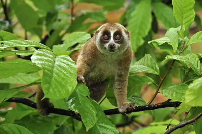 Framed Print : Sunda Slow Loris - Gunung Leuser National Park - Northern Sumatra - Indonesia Framed Print : Sunda Slow Loris - Gunung Leuser National Park - Northern Sumatra - Indonesia