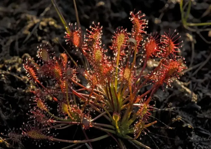 Framed Print : Sundew. ROG-11597. Sundew. UK. Drosera intermedia Framed Print : Sundew. ROG-11597. Sundew. UK. Drosera intermedia