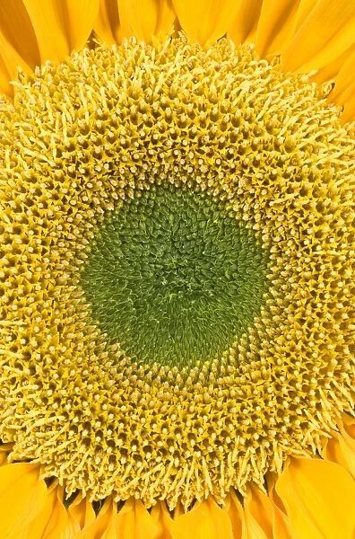 Sunflower. FEU-401. Sunflower. Helianthus sp.