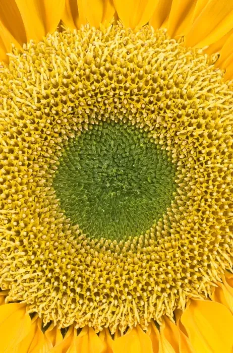 Framed Print : Sunflower. FEU-401. Sunflower. Helianthus sp. Framed Print : Sunflower. FEU-401. Sunflower. Helianthus sp.