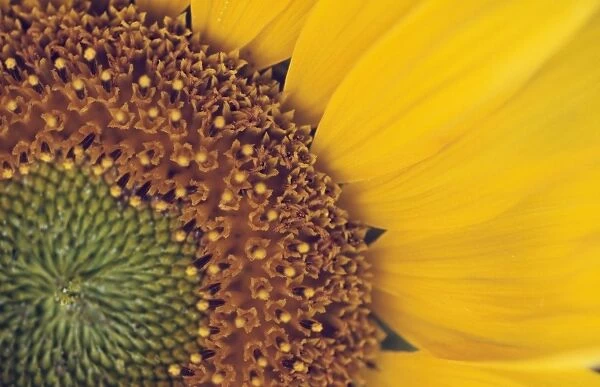 Sunflower. CMB-819. SUNFLOWER - close up