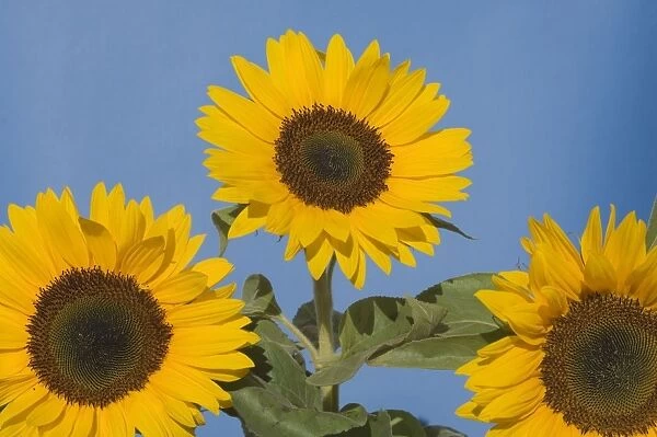 Sunflower. VG-624. Sunflower. Helianthus annuus