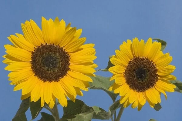 Sunflower. VG-630. Sunflower. Helianthus annuus
